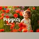 Download 17 Poppie Flowers Photo Overlays CreativeMarket 3019394