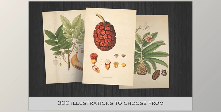 Download 300 Vintage Botanical Illustrations (JPG)