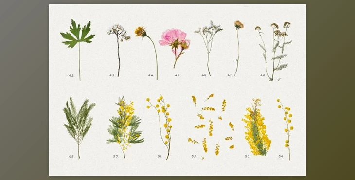 Download BUNDLE – Dry Flowers & Leaves