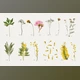 Download BUNDLE – Dry Flowers & Leaves