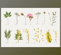 Download BUNDLE – Dry Flowers & Leaves