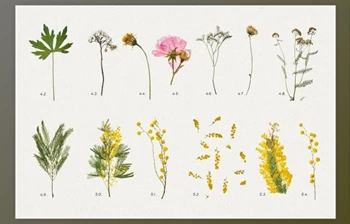 Download <span class='badge badge-warning'>BUNDLE</span> – Dry Flowers & Leaves
