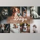 Download 8 Dogs Lightroom Presets 6278930 (Mob, Desk)
