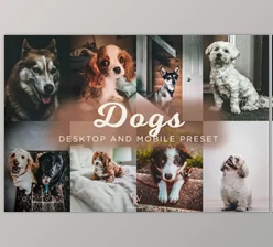 Download 8 Dogs Lightroom Presets 6278930 (Mob, Desk)