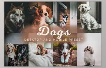 Download 8 Dogs <span class='badge badge-warning'>Lightroom</span> <span class='badge badge-warning'>Presets</span> 6278930 (Mob, Desk)