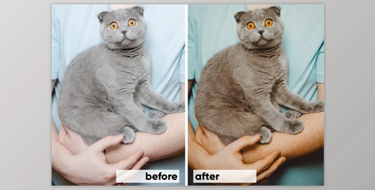 Download Animals Lightroom Presets Bundle