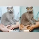 Download Animals Lightroom Presets Bundle