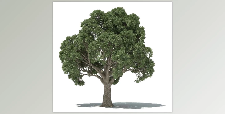 3dquakers - Download Forester v1.5.7 for Cinema 4D R20-R2025