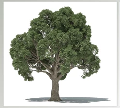 3dquakers - Download Forester v1.5.7 for Cinema 4D R20-R2025