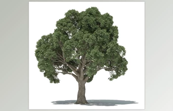 3dquakers - Download Forester v1.5.7 for <span class='badge badge-warning'>Cinema</span> <span class='badge badge-warning'>4D</span> R20-R2025