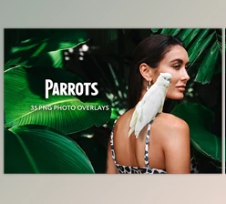 Download 35 Parrots Photo Overlays GraphicRiver - 34817800