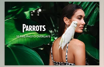 Download 35 Parrots <span class='badge badge-warning'>Photo</span> Overlays GraphicRiver - 34817800