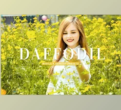 Download Daffodil Pro Lightroom Presets CreativeMarket - 6929650