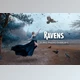 Download 25 Ravens Photo Overlays