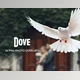 Download 34 Dove Photo Overlays Transparent PNG
