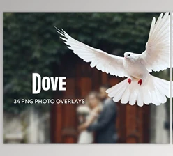 Download 34 Dove Photo Overlays Transparent PNG