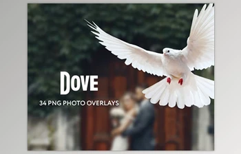 Download 34 <span class='badge badge-warning'>Dove</span> Photo Overlays Transparent PNG