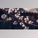 Download Clean Modern Slides 3 (Videohive 36643346) - AE Project