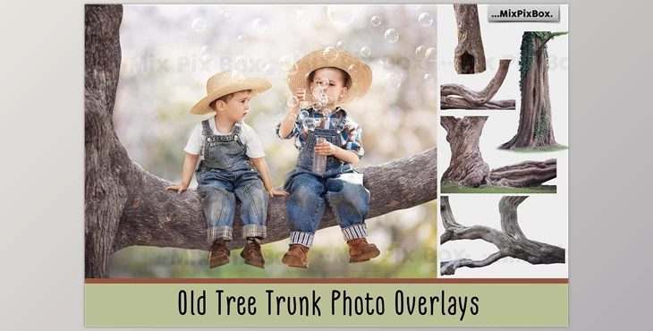 Download Old Tree Trunk Photo Overlays CreativeMarket - 6116946
