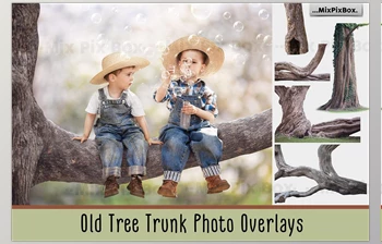 Download Old Tree Trunk Photo Overlays CreativeMarket - 6116946