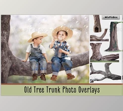 Download Old Tree Trunk Photo Overlays CreativeMarket - 6116946