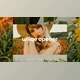 Download Promo Opener (Videohive 37711186) - AE Project