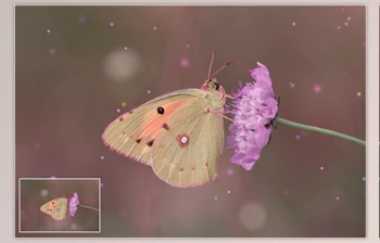 Download 5K Magic Fireflies Vol. <span class='badge badge-warning'>2</span>