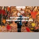 Download 70 AUTUMN LEAVES OVERLAYS