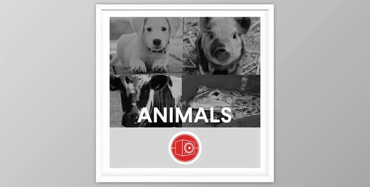 Download Big Room Sound Animals WAV-FANTASTiC