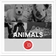 Download Big Room Sound Animals WAV-FANTASTiC