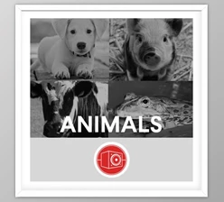 Download Big Room Sound Animals WAV-FANTASTiC