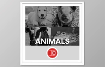 Download <span class='badge badge-warning'>Big</span> <span class='badge badge-warning'>Room</span> <span class='badge badge-warning'>Sound</span> Animals <span class='badge badge-warning'>WAV</span>-<span class='badge badge-warning'>FANTASTiC</span>