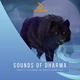 Download Sounds of Dharma Zen It Following The Waves Sound Pack