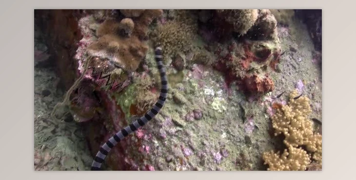 Download Snake (Videohive 41931725) - AE Project