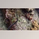 Download Snake (Videohive 41931725) - AE Project