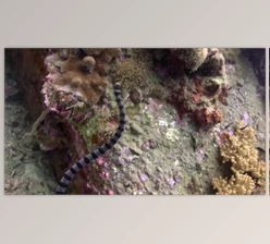 Download Snake (Videohive 41931725) - AE Project