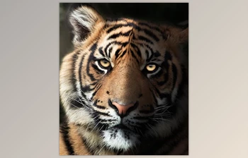 Download Zenja Gammer – Mastering Lighting – <span class='badge badge-warning'>Photoshop</span> Tutorial