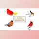Download Small Sparrow Birds Animation scene (Videohive 42855426) - AE Project