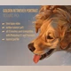 Download Gumroad – Dog Portrait Tutorial & Brush Pack
