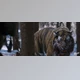 Peregrine Labs - Download Yeti v5.2.7 Maya 2024-2026 (Win)