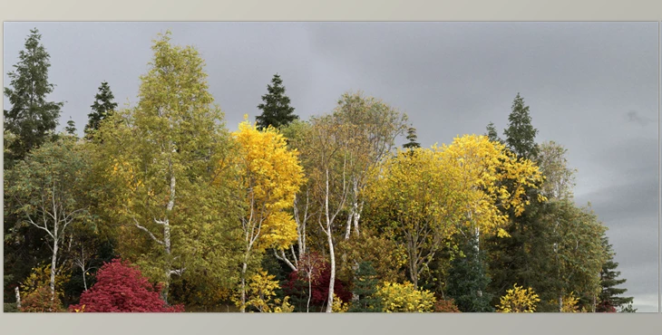 Download Grove 11