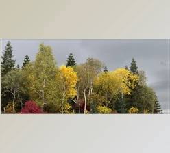 Download Grove 11