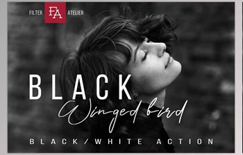 Download Black <span class='badge badge-warning'>Winged</span> Bird – Black & White Photoshop Action G574J4X