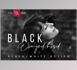Download Black Winged Bird – Black & White Photoshop Action G574J4X