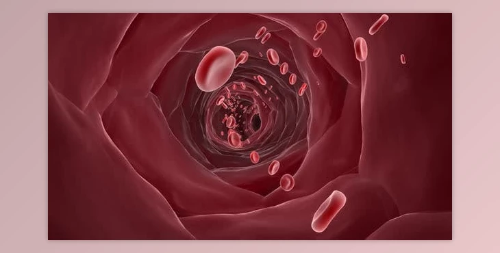 Download red blood cells in blood vessels (Videohive 43159031)