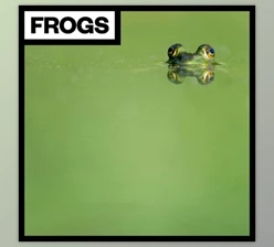 Download Big Room Sound Frogs