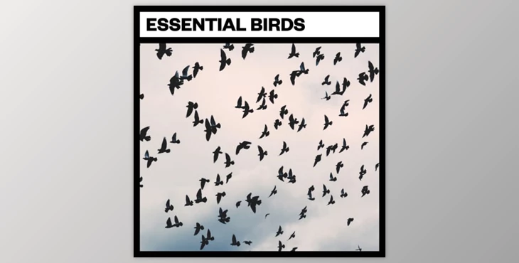 Download Big Room Sound Essential Birds