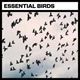 Download Big Room Sound Essential Birds