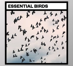 Download Big Room Sound Essential Birds