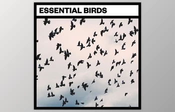 Download Big Room <span class='badge badge-warning'>Sound</span> Essential Birds